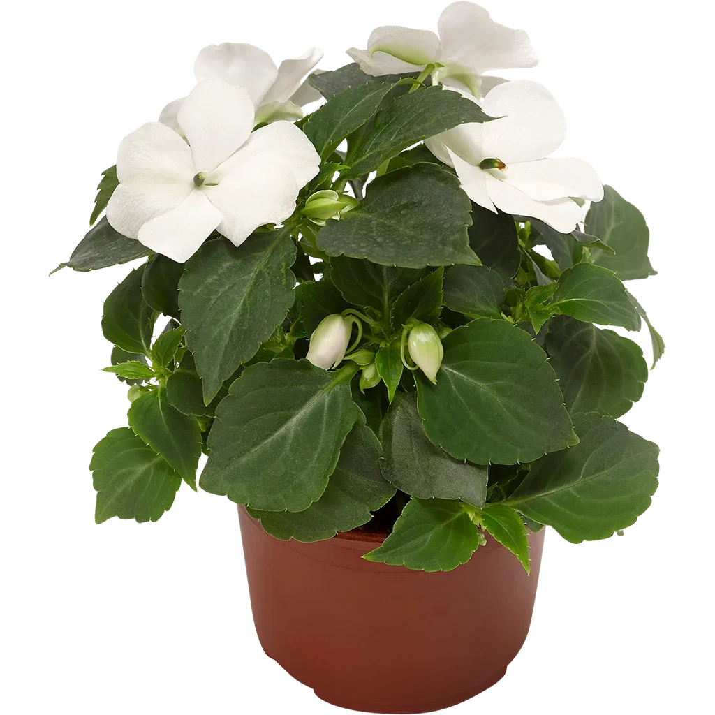 Impatiens walleriana 'Imara' White 12 cm Flittiglise ‘Imara’ Ø12 cm