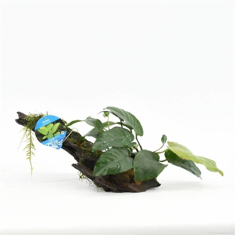 Waterplant Driftwood XS met anubias