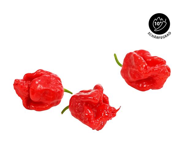 Chili 'Carolina Reaper'