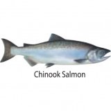 STICKER CHINOOK SALMON  environ 4 cm* 2 cm