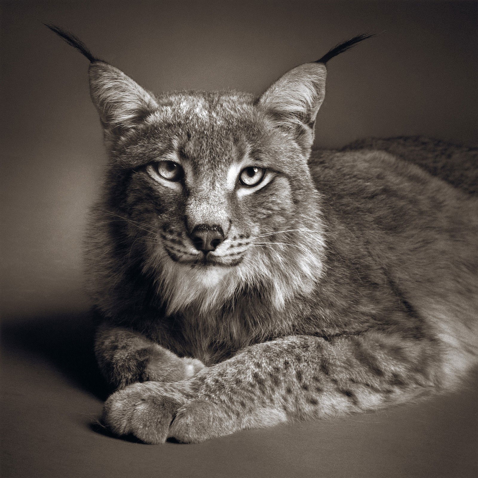 Odin by Alexander Von Reiswitz - Limited Edition. Edition of: 100. Signed.