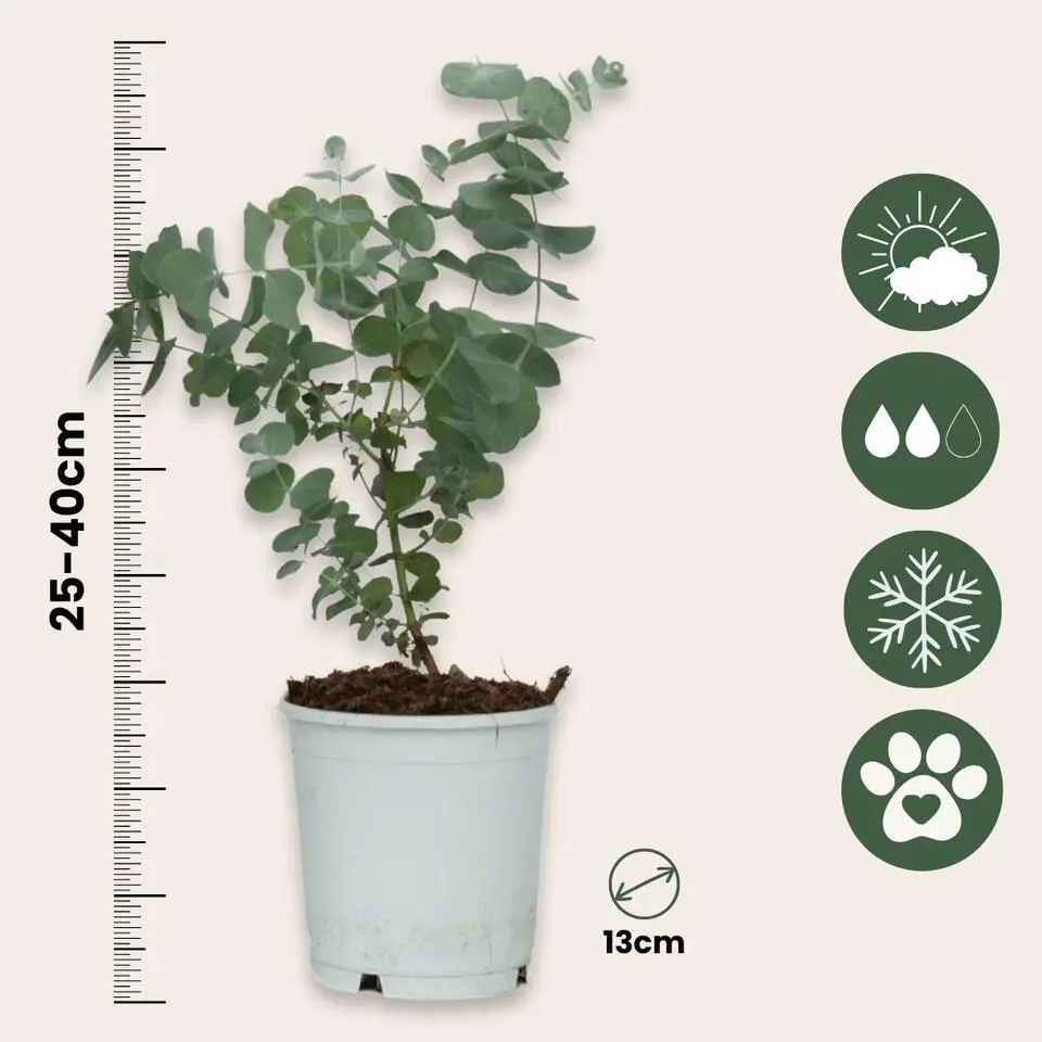 Gomboom - Set van 2 - Eucalyptus 'Pulverulenta' - Hoogte 25-40cm - ⌀13cm