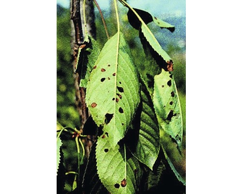 Neudorff Fungisan Rozen Fungicide 16 ml