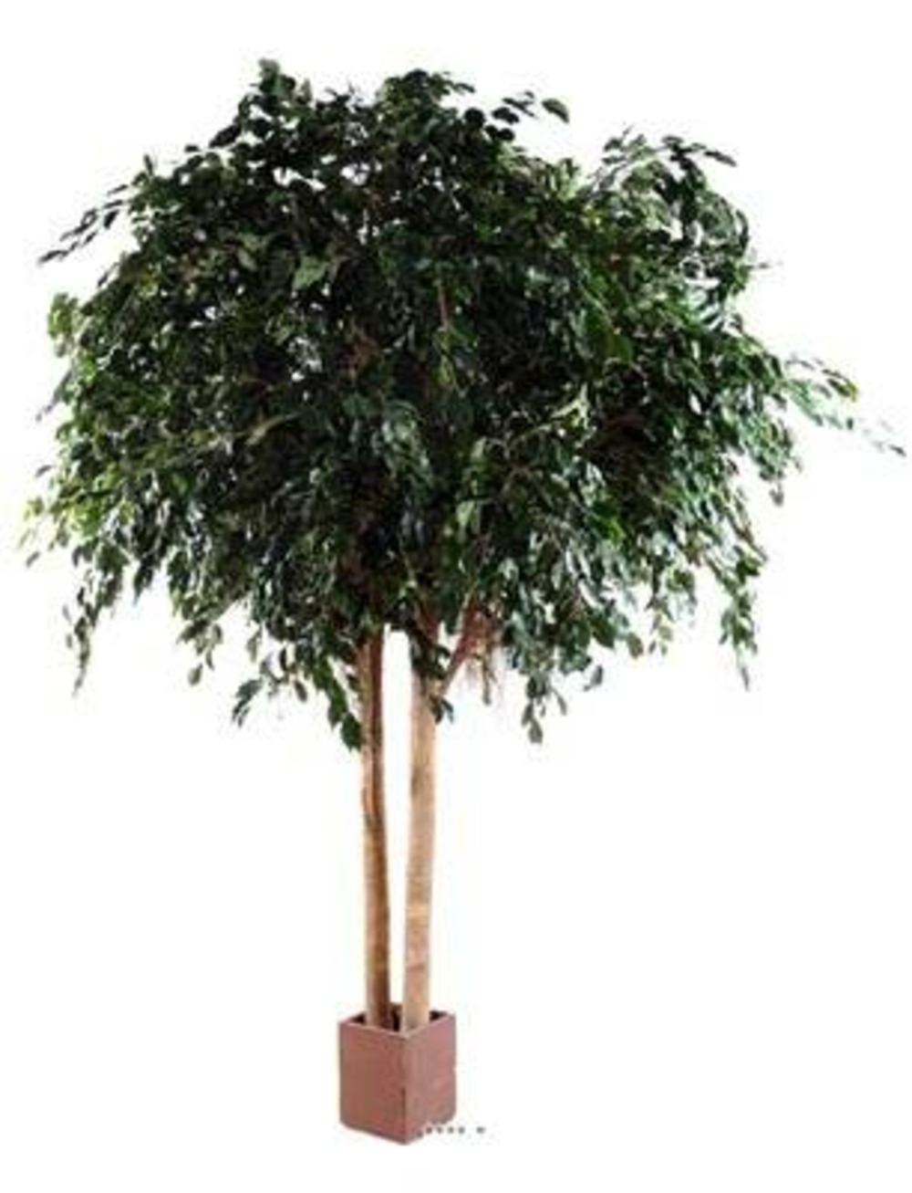Ficus exotica 2 troncs artificiel vert h 480 cm l 300 cm 16140 feuilles en pot -