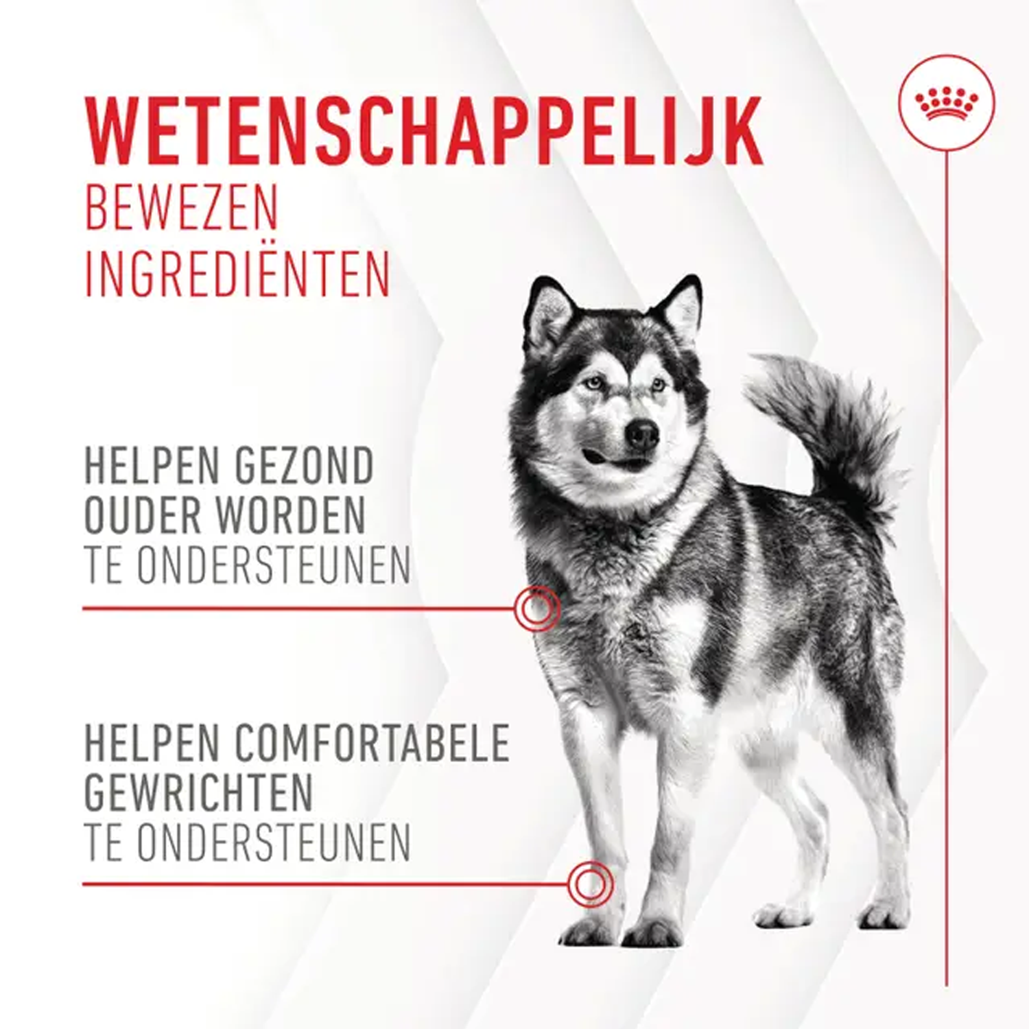 Royal Canin Joint & Ageing Supplements Chews Hond