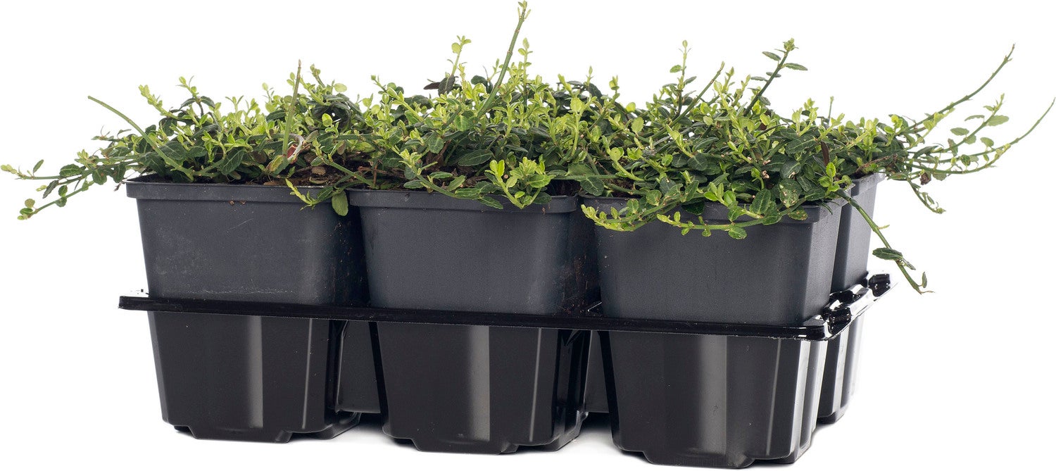 Kardinaalsmuts (Euonymus fortunei 'Minimus') D 9 H 15 cm