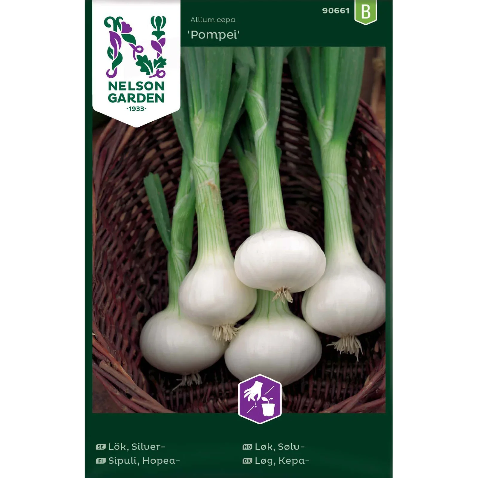 Allium cepa 'Pompei' Sølvløk 'Pompei'