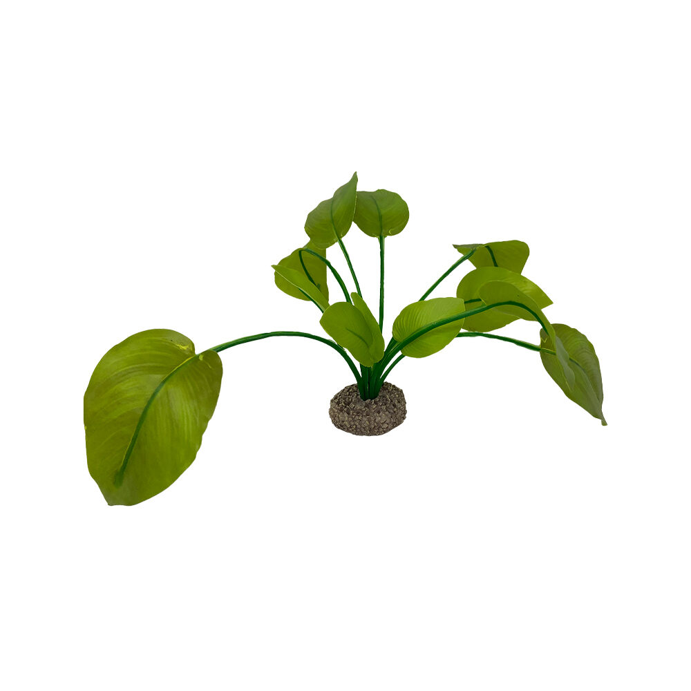 Aqua Della Anubias