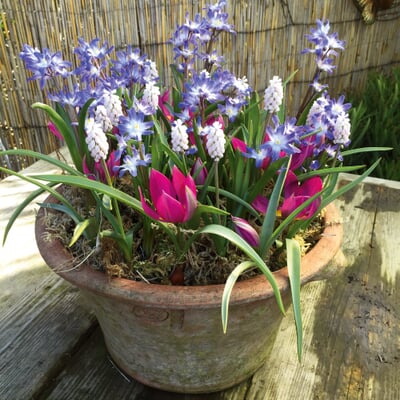 Blumenzwiebeln für Töpfe Mischung 1