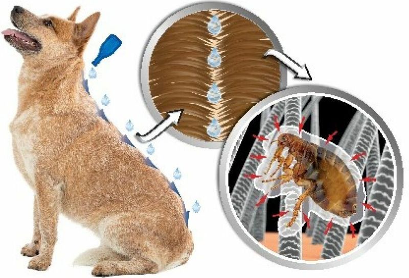 Beaphar - DIMETHIcare - Anti Teken- en Vlooiendruppels - Hond - 6 Pipetten