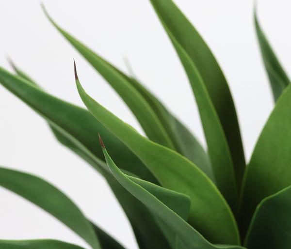 I.GE.A. Kunstpflanze Agave im Topf, ca. H70 cm