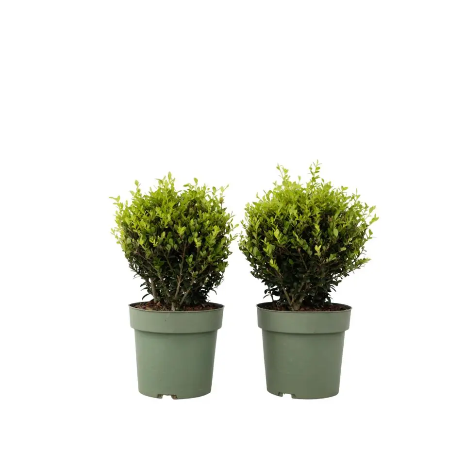 Japanse hulst - Set van 2 - Ilex crenata 'Jenny' - Hoogte 30-40cm - ⌀17cm