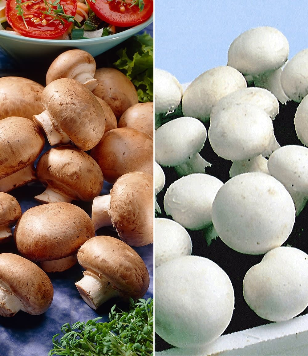 Champignon-Kultur Kollektion
