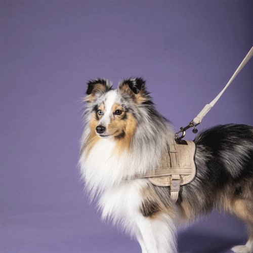 Kentucky Dogwear Hondenlijn Wool
