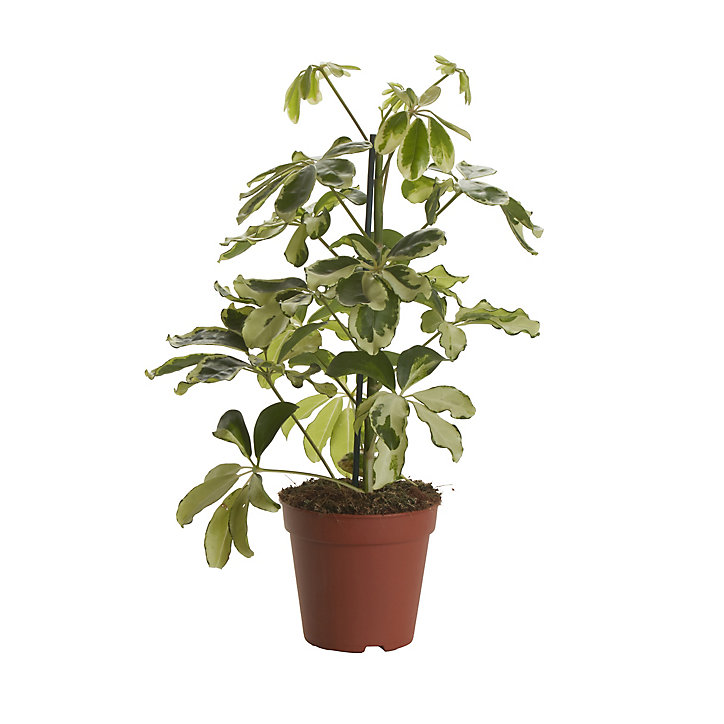 Arbre Parasol, assortiment, 13cm