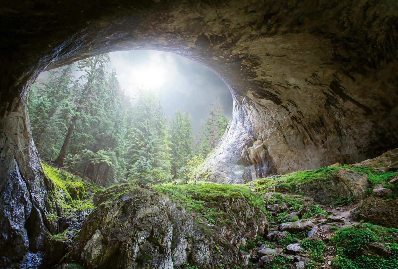 Fototapete DESIGNWALLS 2.0 - grün-grau - Wald - 2,6 Meter