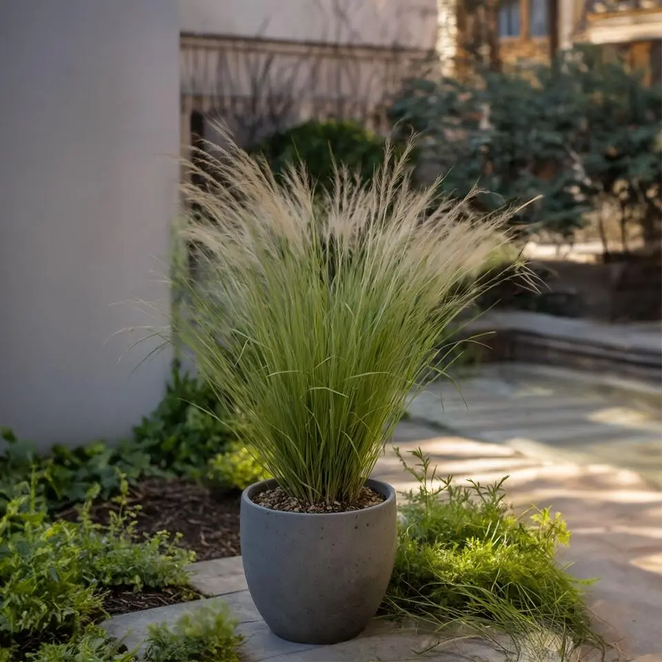 Vedergras - Set van 18 - Stipa tenuifolia 'Pony Tails' - Hoogte 20-30cm - ⌀9cm
