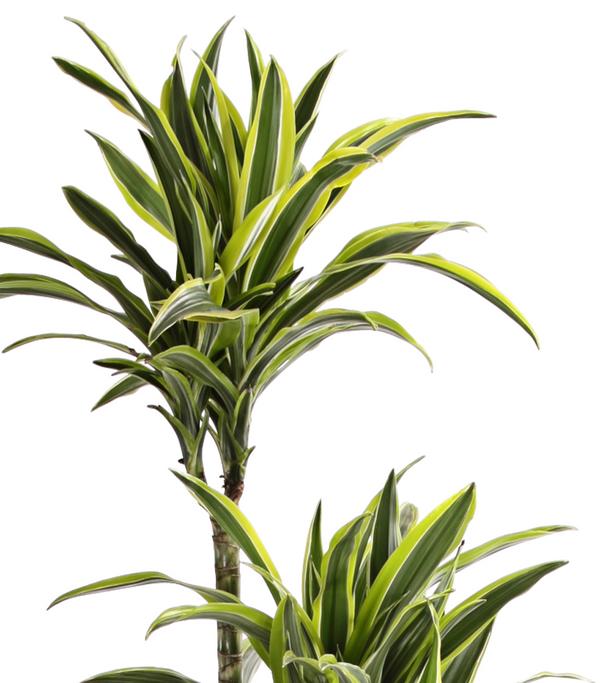 Drachenbaum - Dracaena fragrans 'Lemon Lime'
