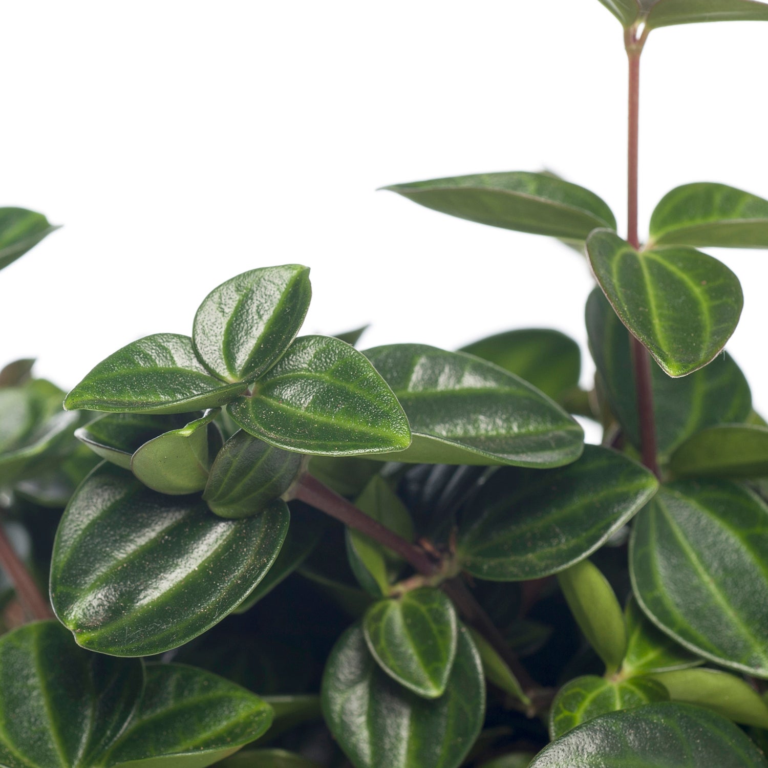 Peperomia (Peperomia angulata) D 12 H 15 cm