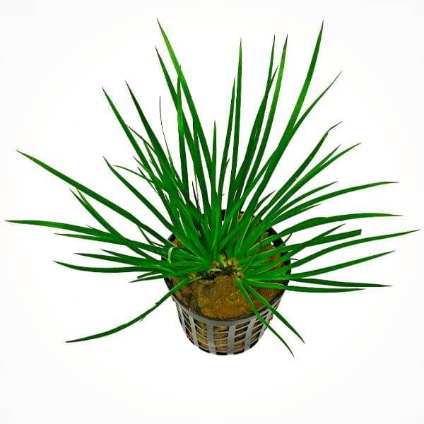 Planta Tropica Iberia Acorus Gramineus