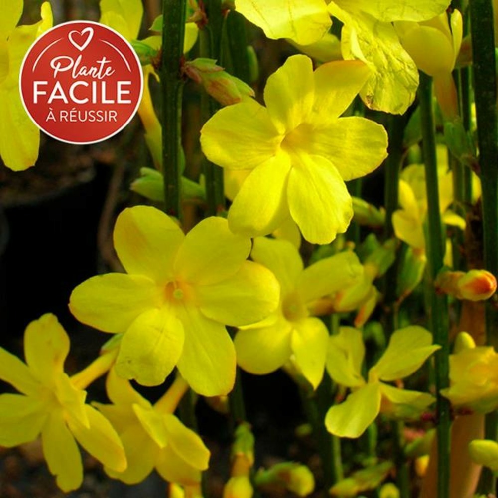 Jasmin d'hiver - jasminum nudiflorum 1.5l