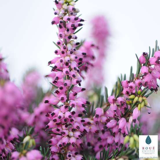 Erica x darleyensis 'Kramer's Rote' : conteneur 2 litres