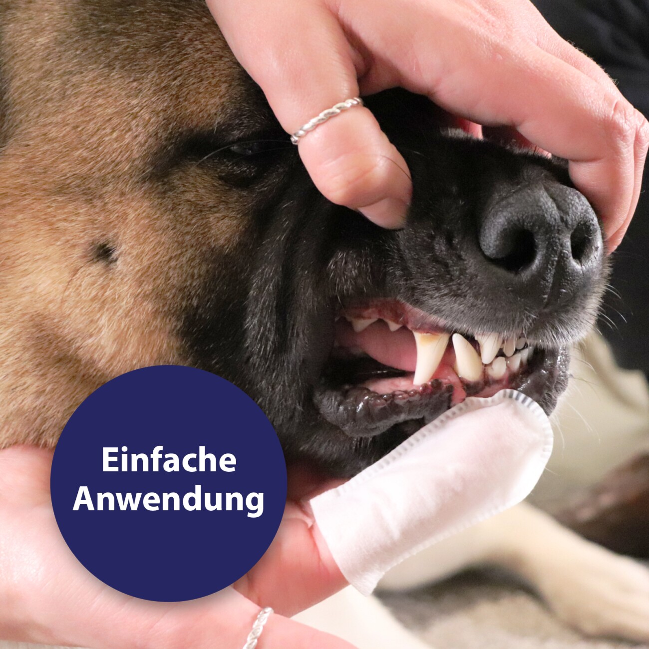 Canosept Zahnpflege Finger-Pads für Hunde 50 Stück