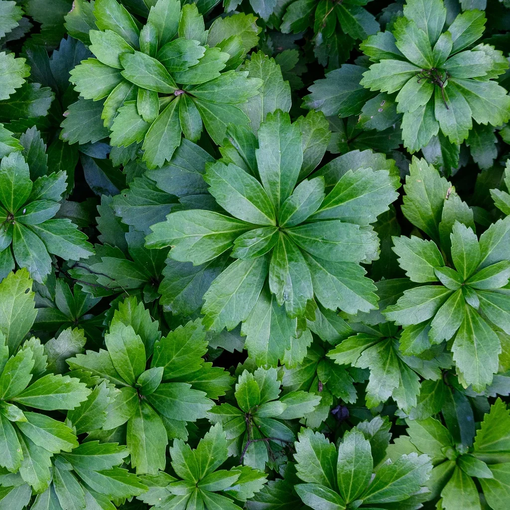 Pachysandra terminalis Vinterglans 6 pk