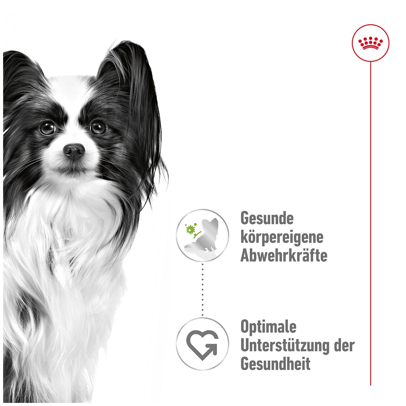 ROYAL CANIN X-Small Adult in Sauce 12x85 g