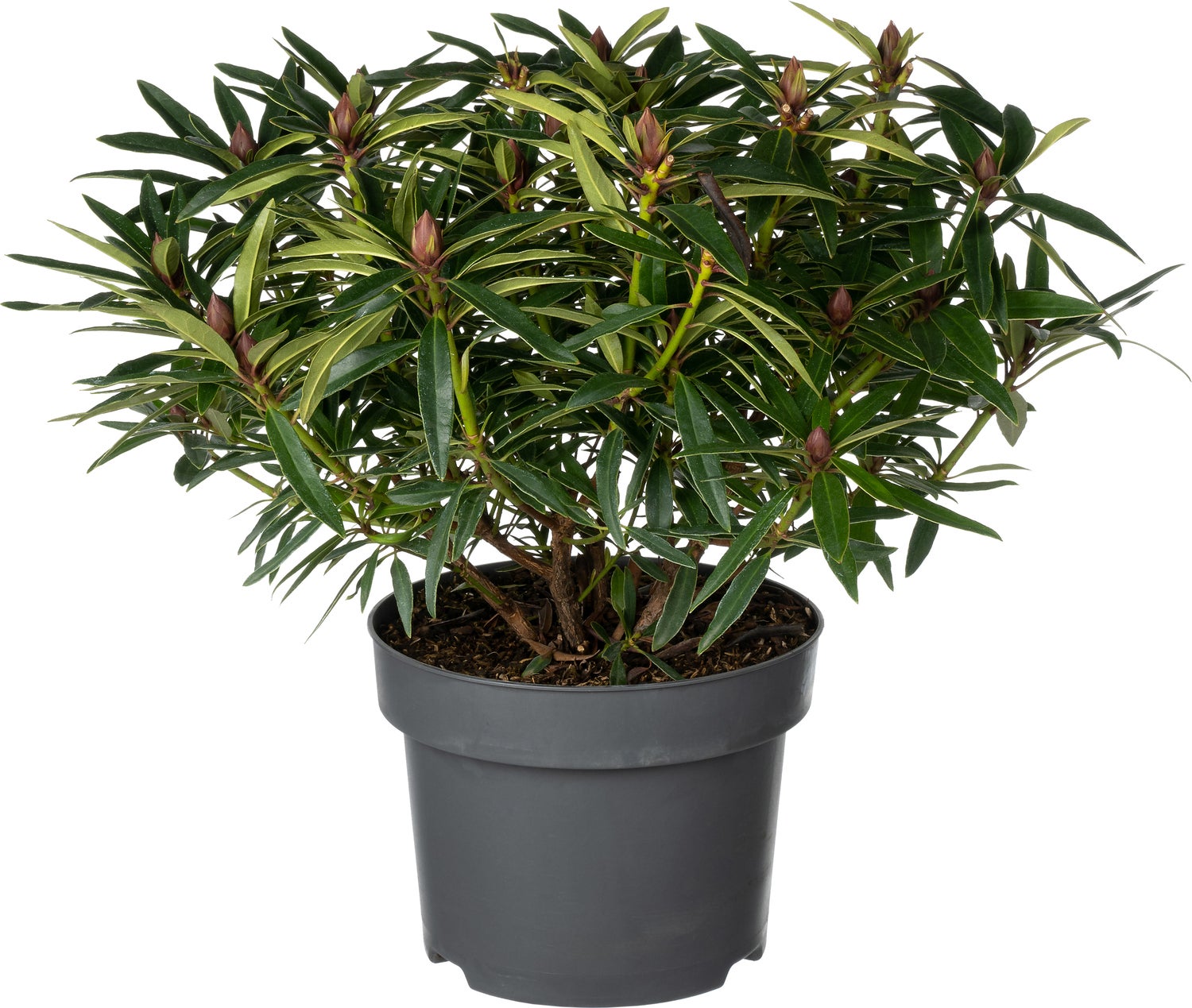 Rhododendron (Rhododendron 'Graziella') D 23 H 30 cm