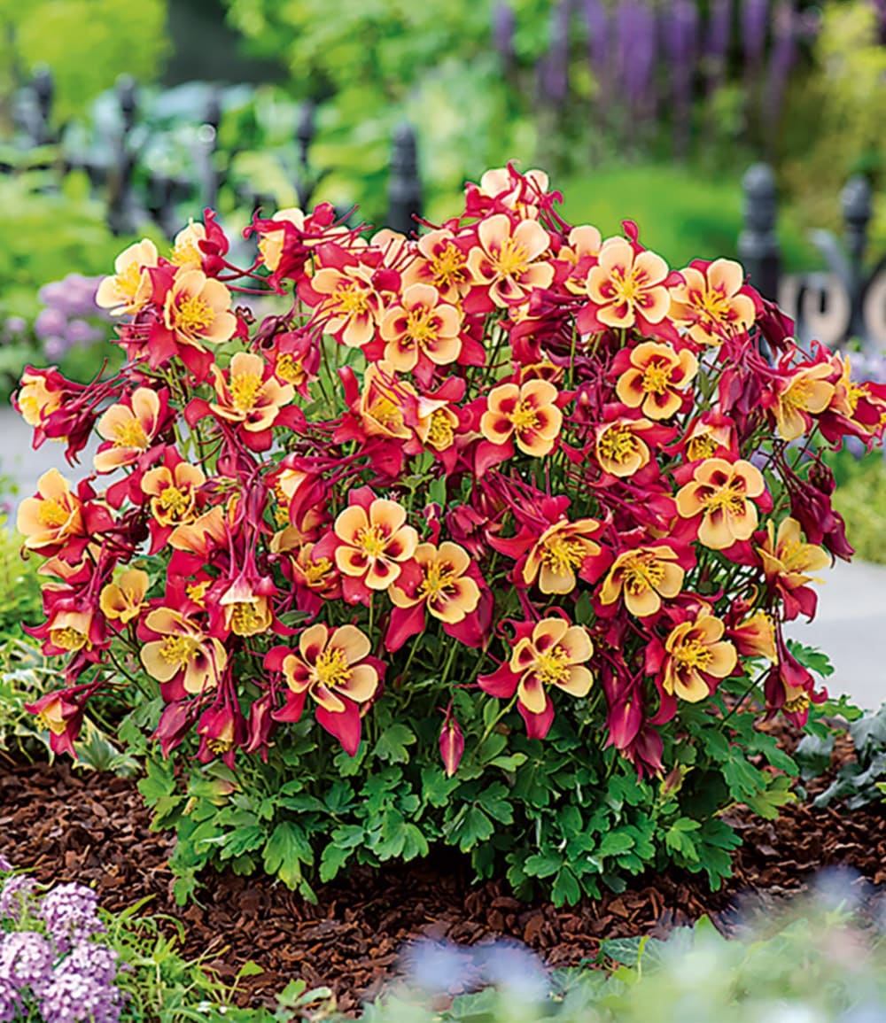Akelei 'Earlybird® Red Yellow'
