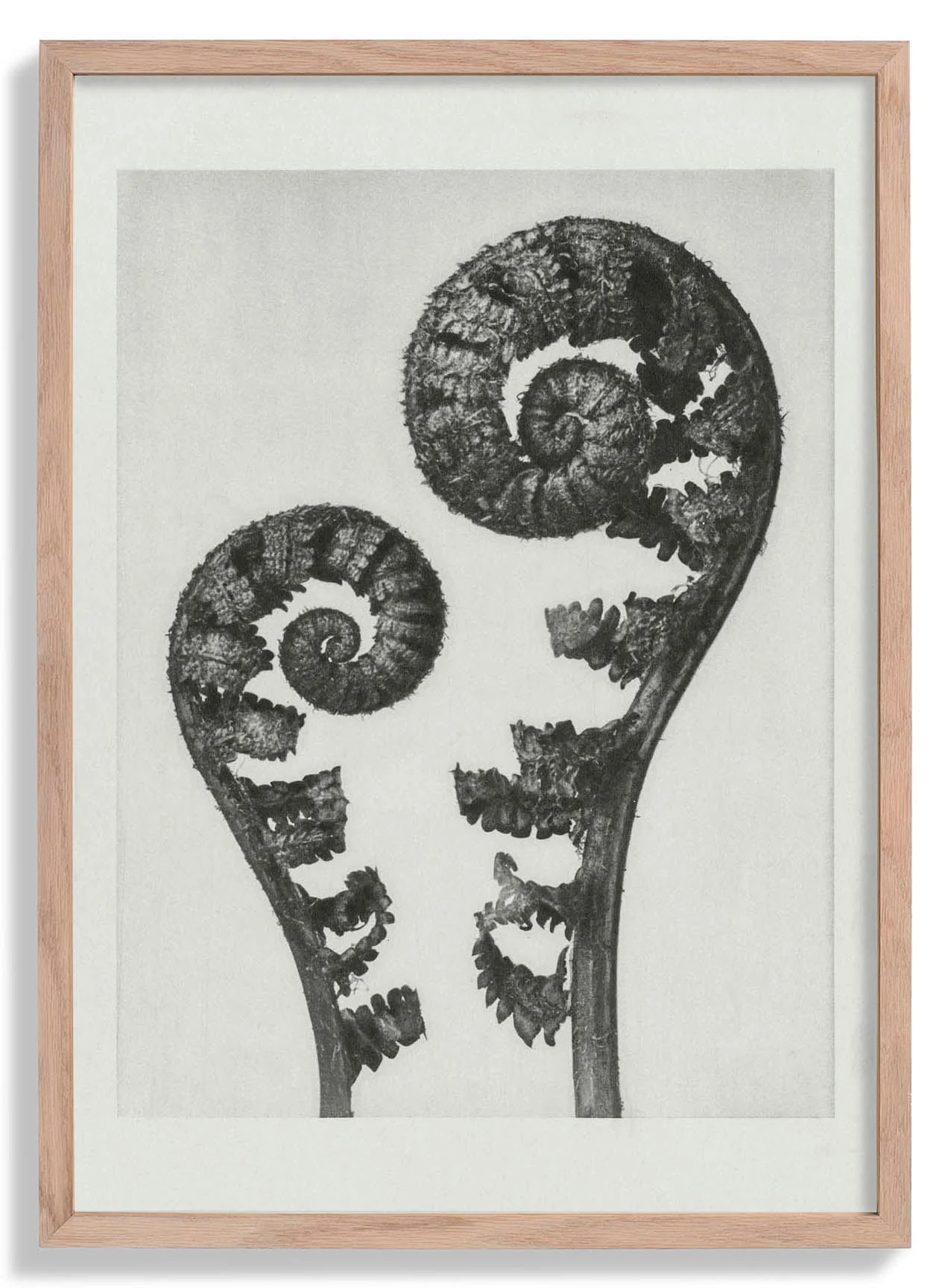 Karl Blossfeldt Photogravüre Nr 109