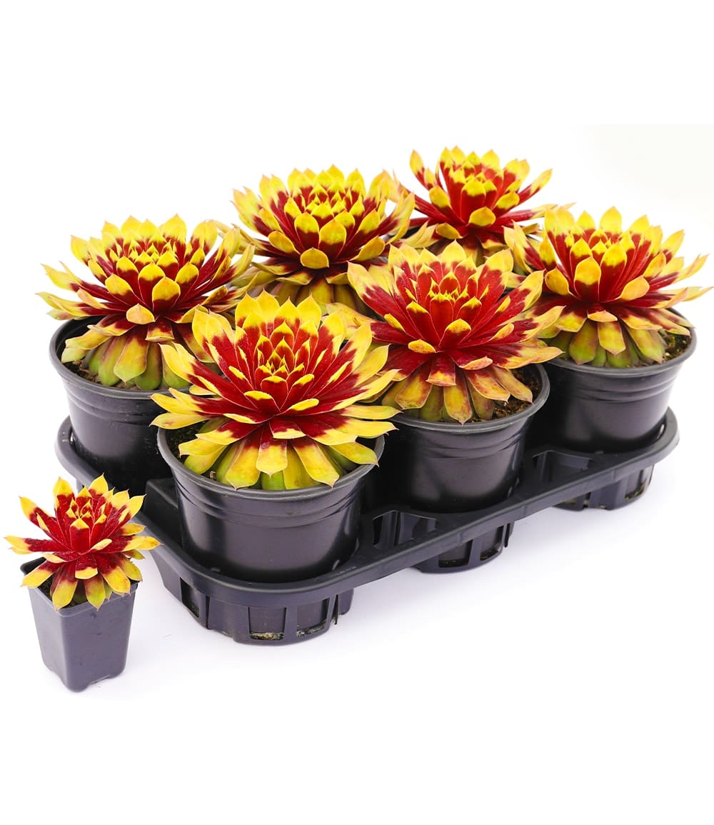 Sempervivum Giants 'Gold Mine®'
