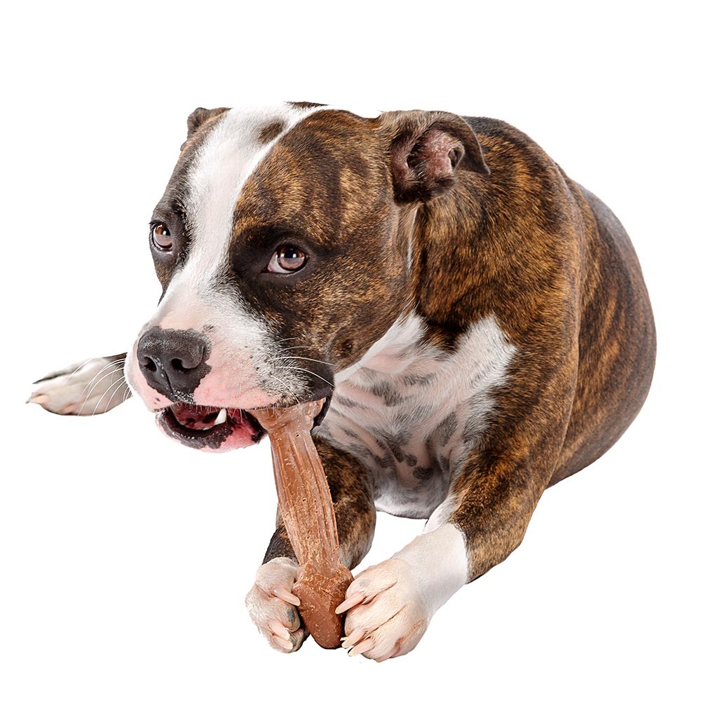 Ferplast goodbite natural m jouet os pour l'hygiène dentaire, saveur de boeuf, chien moyen (8-16 kg), naturel, 2 pièces de 70g