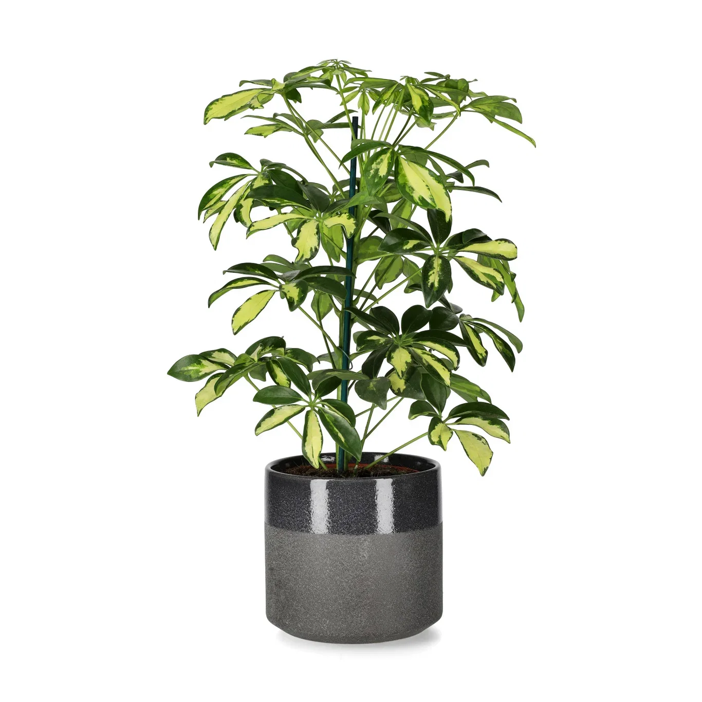 Schefflera arboricola 'Gerda' Paraplytre ‘Gerda’ Høyde 40 cm