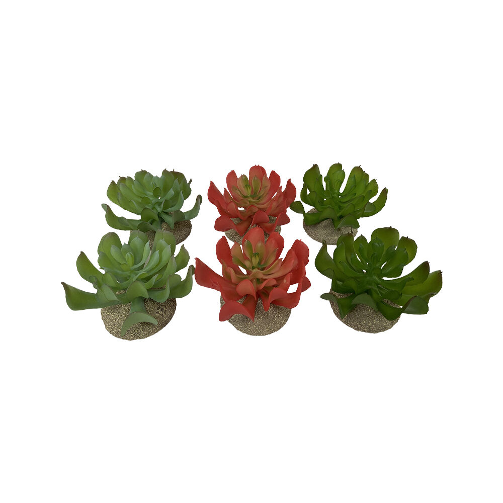 Terra Della Echeveria