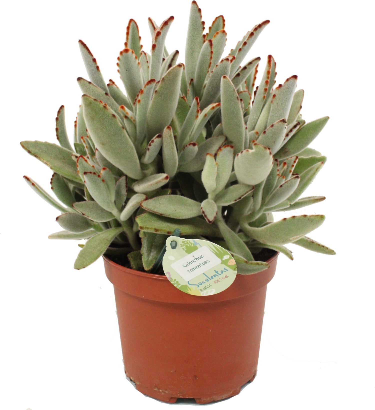 Pandaplant (Kalanchoë tomentosa) D 14 H 27,5 cm