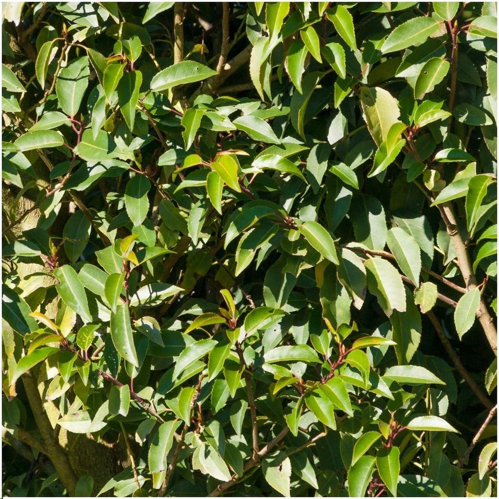 Prunus lusitanica 'angustifolia' - lot de 6