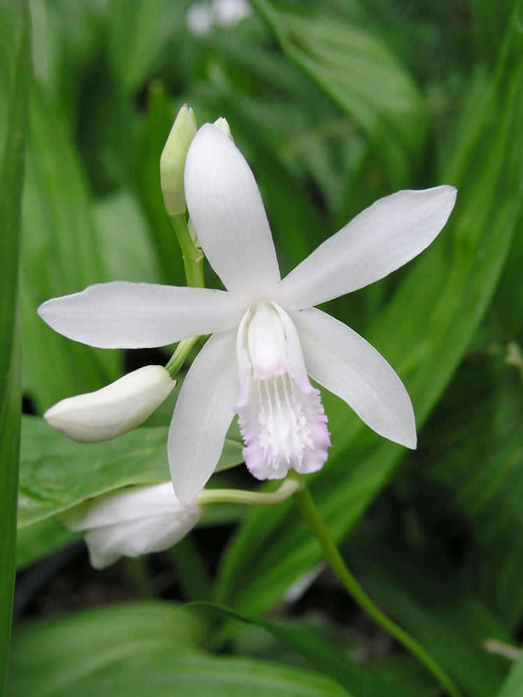 Japanse Orchidee (Bletilla striata 'Alba') D 9 H 20 cm