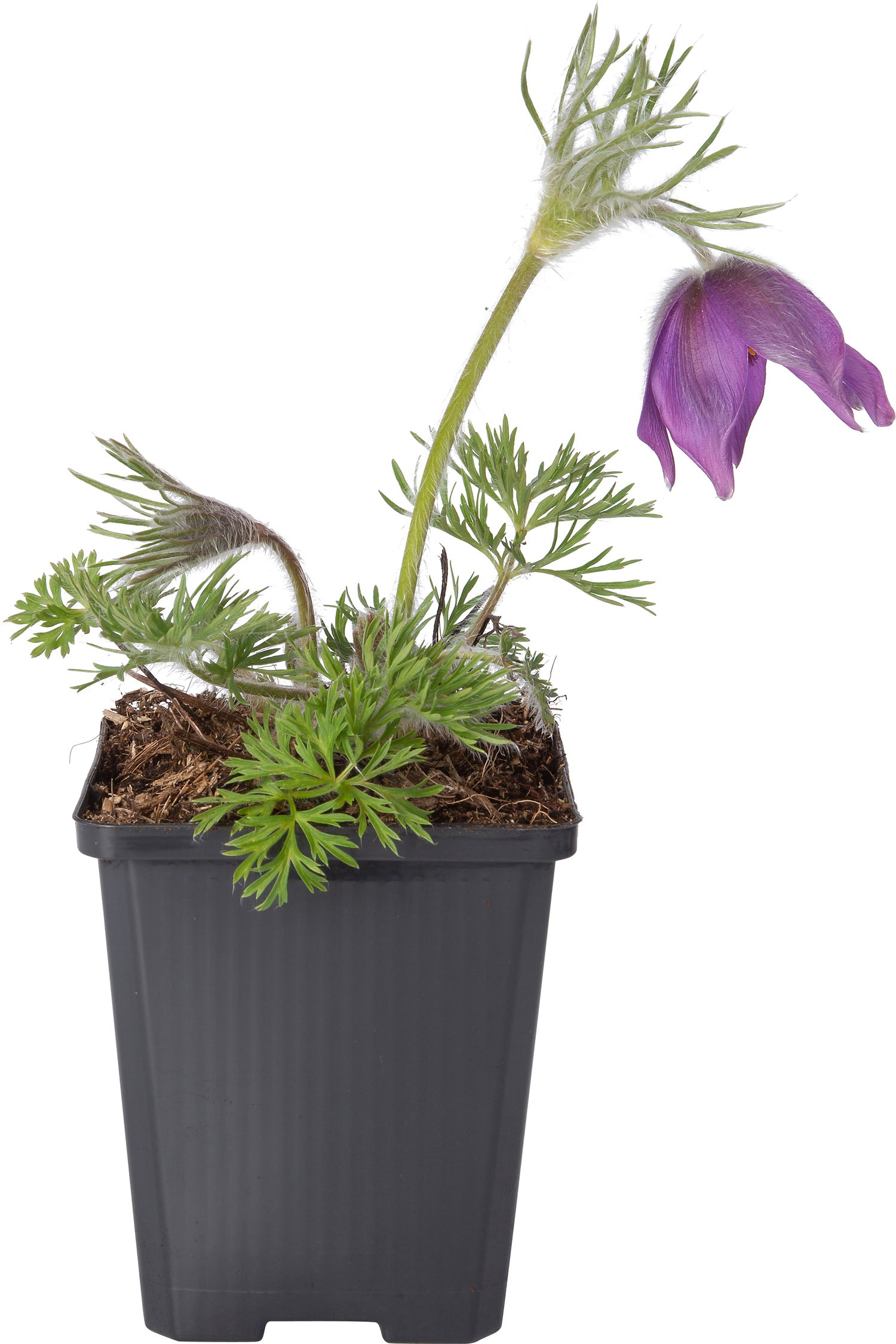 Wildemanskruid (Pulsatilla vulgaris) D 9 H 10 cm