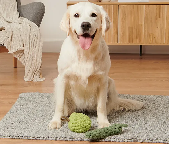 Hundespielzeug Apfel-Zucchini