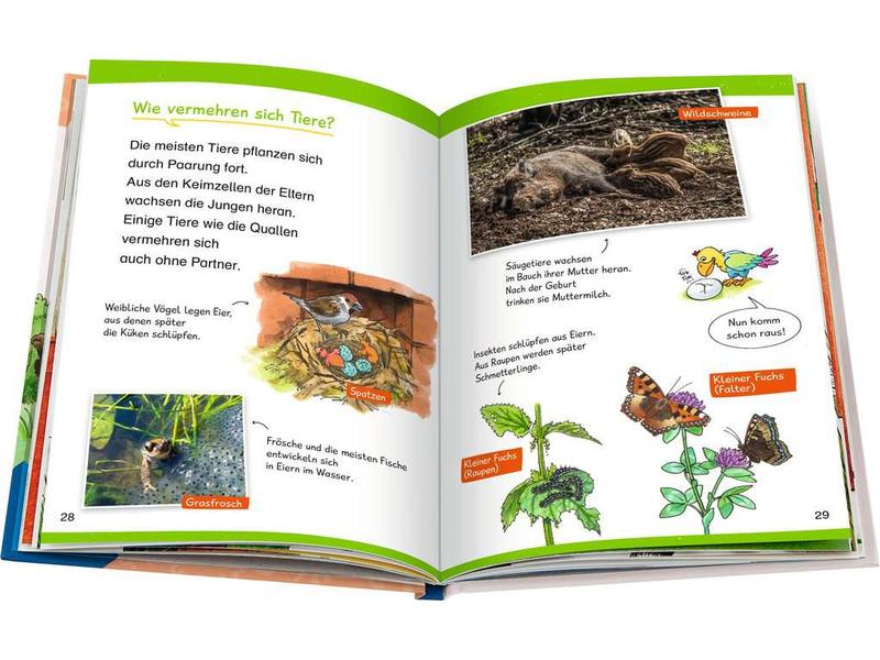 Ravensburger Kinder-Sachbuch WWW Erstleser: In der Natur (B Lesetraining, Sachwissen und Spielspass!