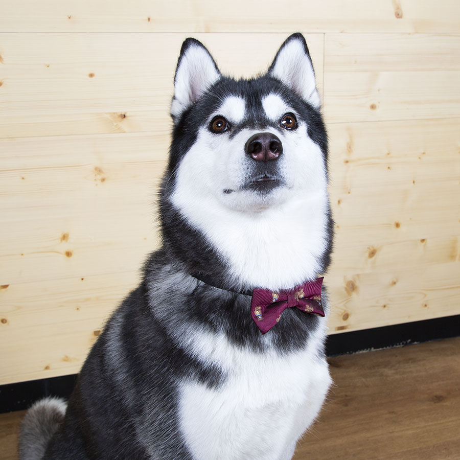 Gravata borboleta vermelha de Natal para cães!