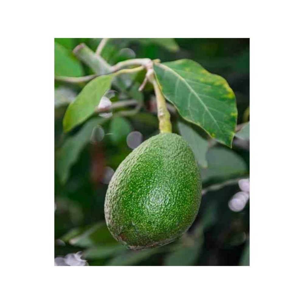 Avocatier persea americana var. Fuerte (de greffe) blanc - taille pot de 7 litres ? 60/80 cm