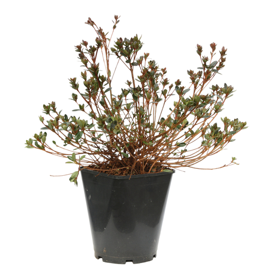 Azalea Japonica Amoena : C.5L
