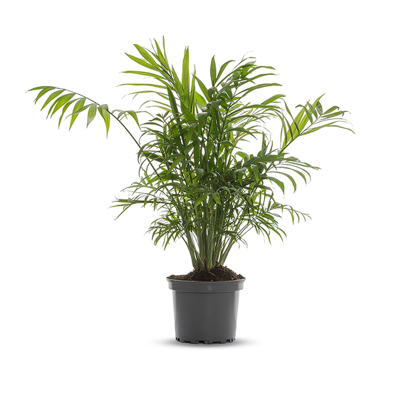 Aréca - pot D17cm