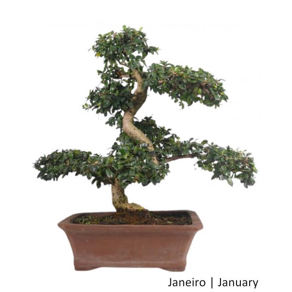 Luso Bonsai Carmona Macrophyla Bonsai de 27 anos - 66150B