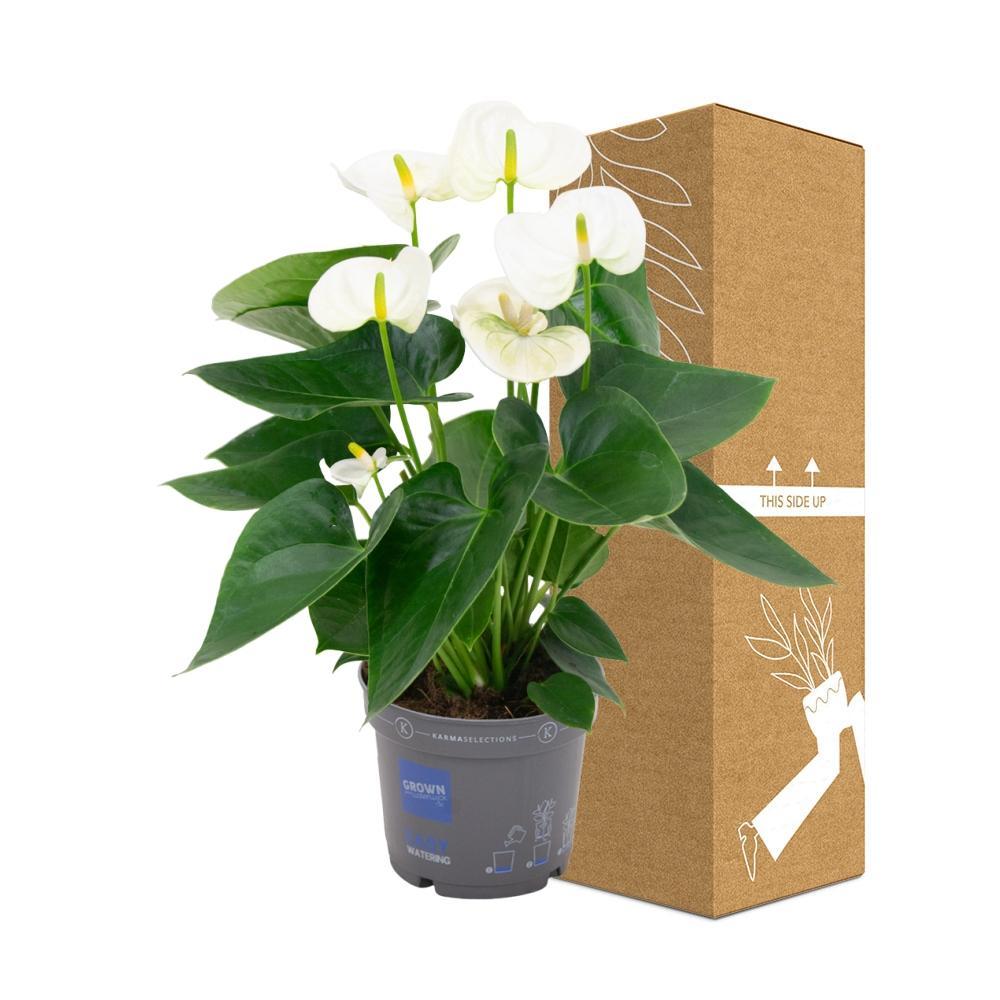 Plante d'intérieur - anthurium blanc 43cm