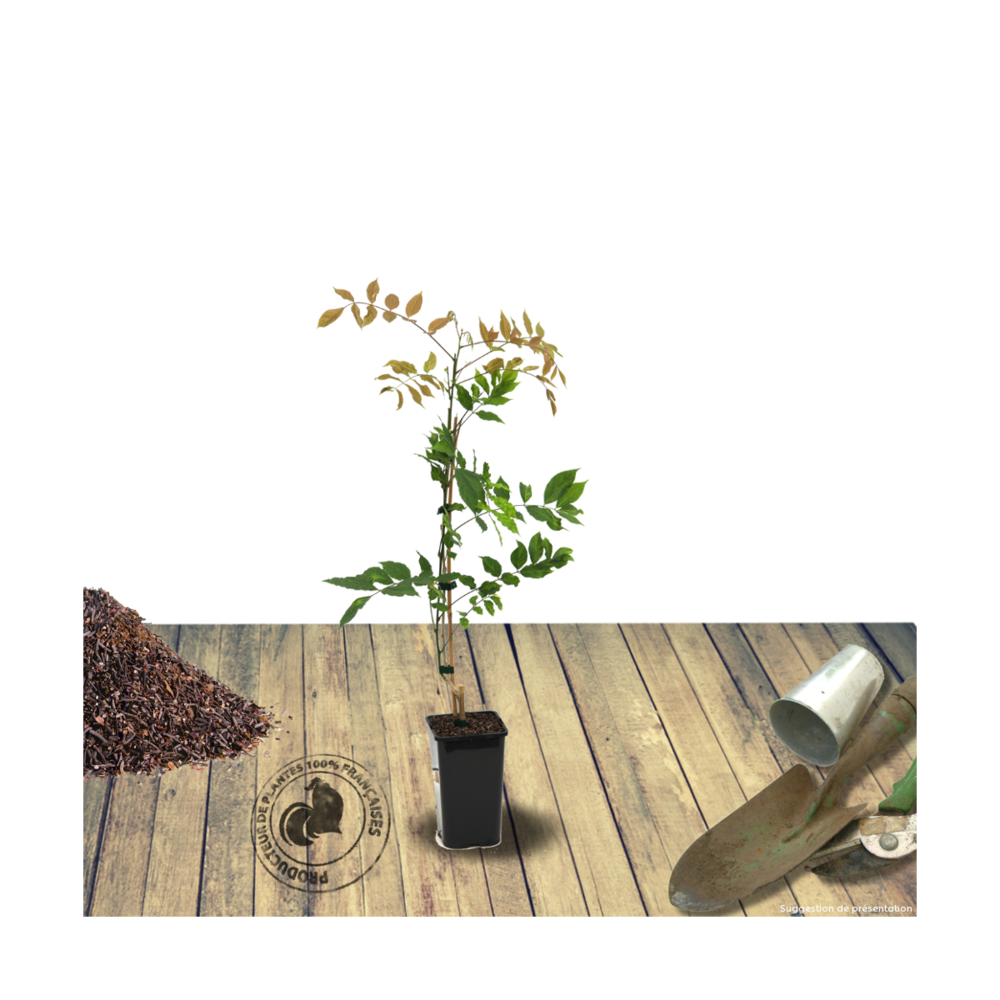 Glycine du japon lavender lace/wisteria floribunda lavender lace[-]pot de 3l - echelle bambou 60/120 cm