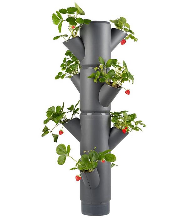 Gusta Garden Erdbeerbaum Sissi Strawberry,